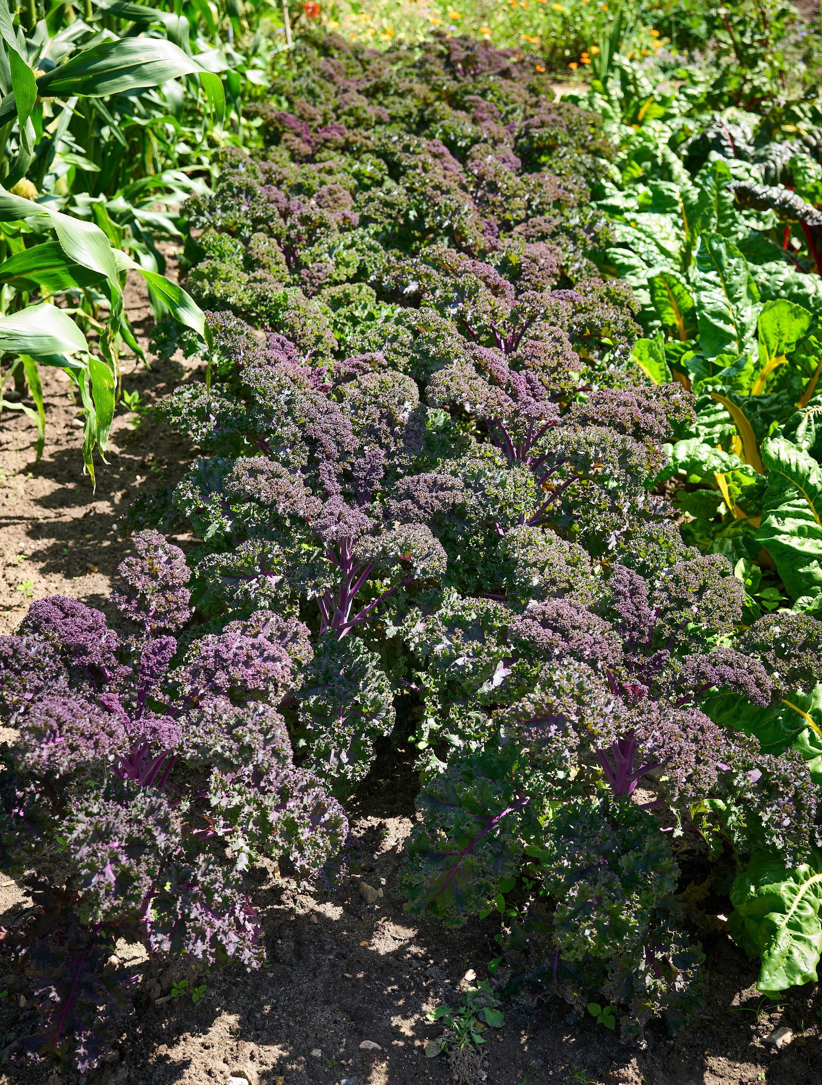 Roter Spitzkohl (Brassica Oleracea) – 100 Samen, Bio, Samenfest, Für Salat & Rohkost