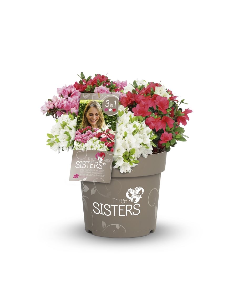 Japanische Azalee Fairy Dreams Three Sisters - Rhododendron obtusum Fairy  Dreams Three Sisters gnstig kaufen