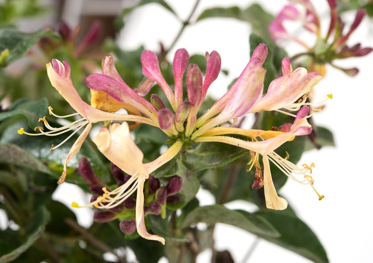 WaldGeißblatt Chic & Choc ® Lonicera periclymenum Chic and Choc