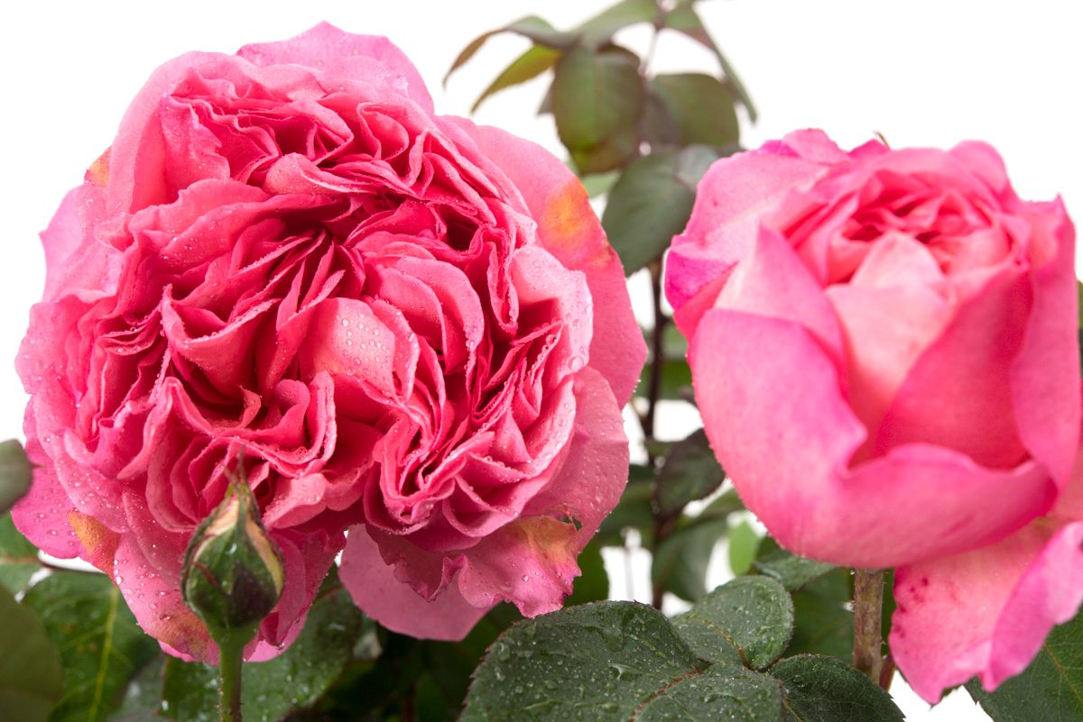 Rosa Mademoiselle Meilland Rosa Mademoiselle Meilland günstig kaufen