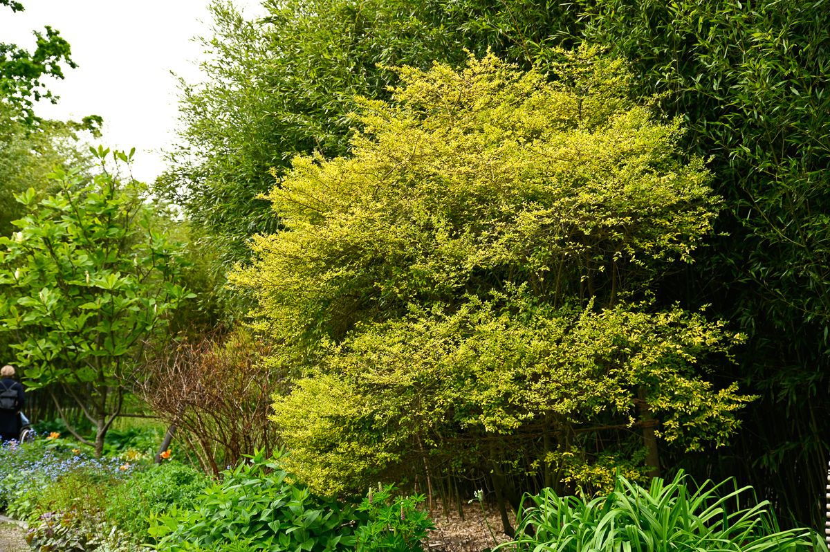 Ovalblättriger Liguster Lemon and Lime Ligustrum ovalifolium Lemon