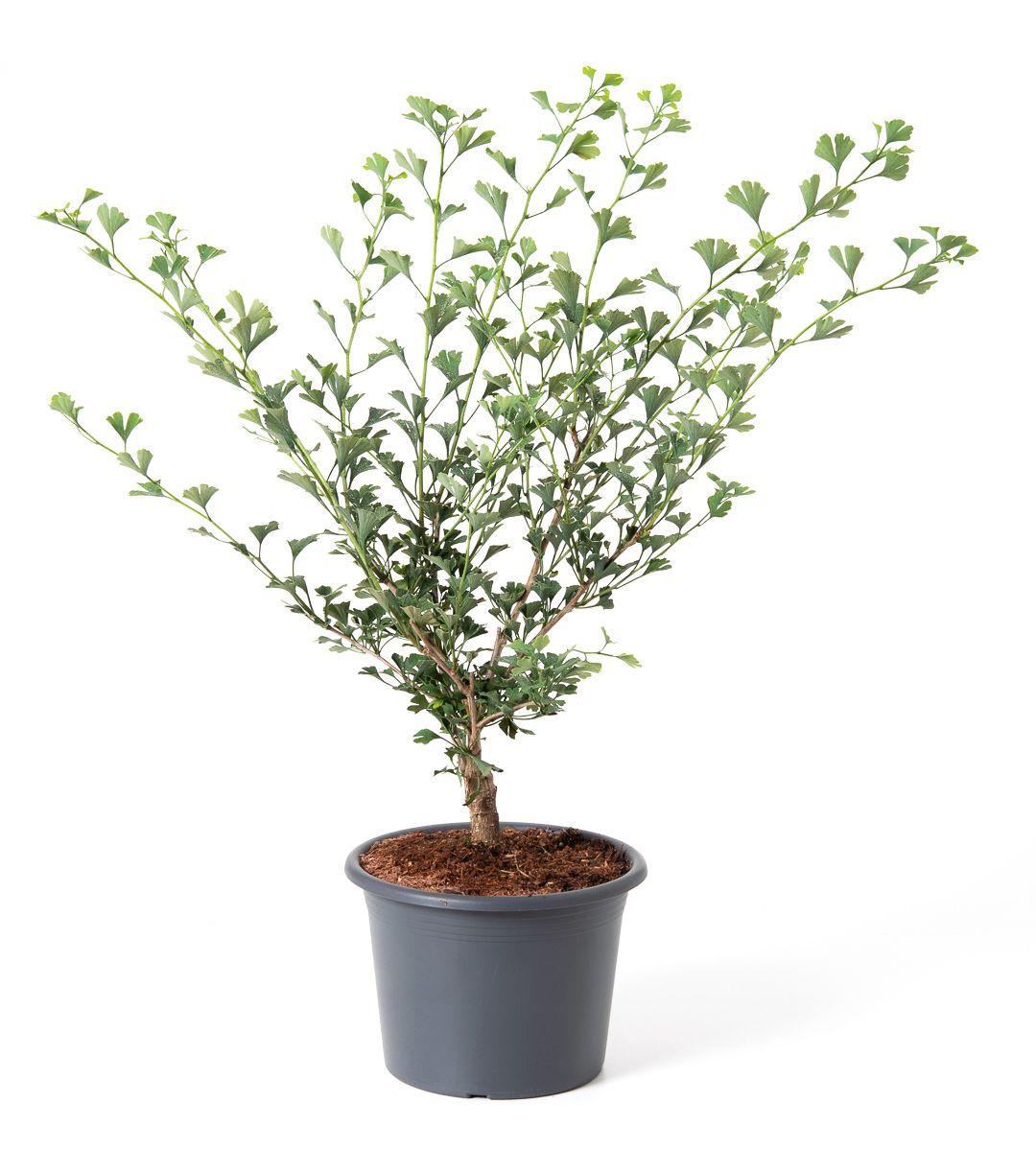 Fcherblattbaum Little Emperor - Ginkgo biloba Little Emperor gnstig  kaufen