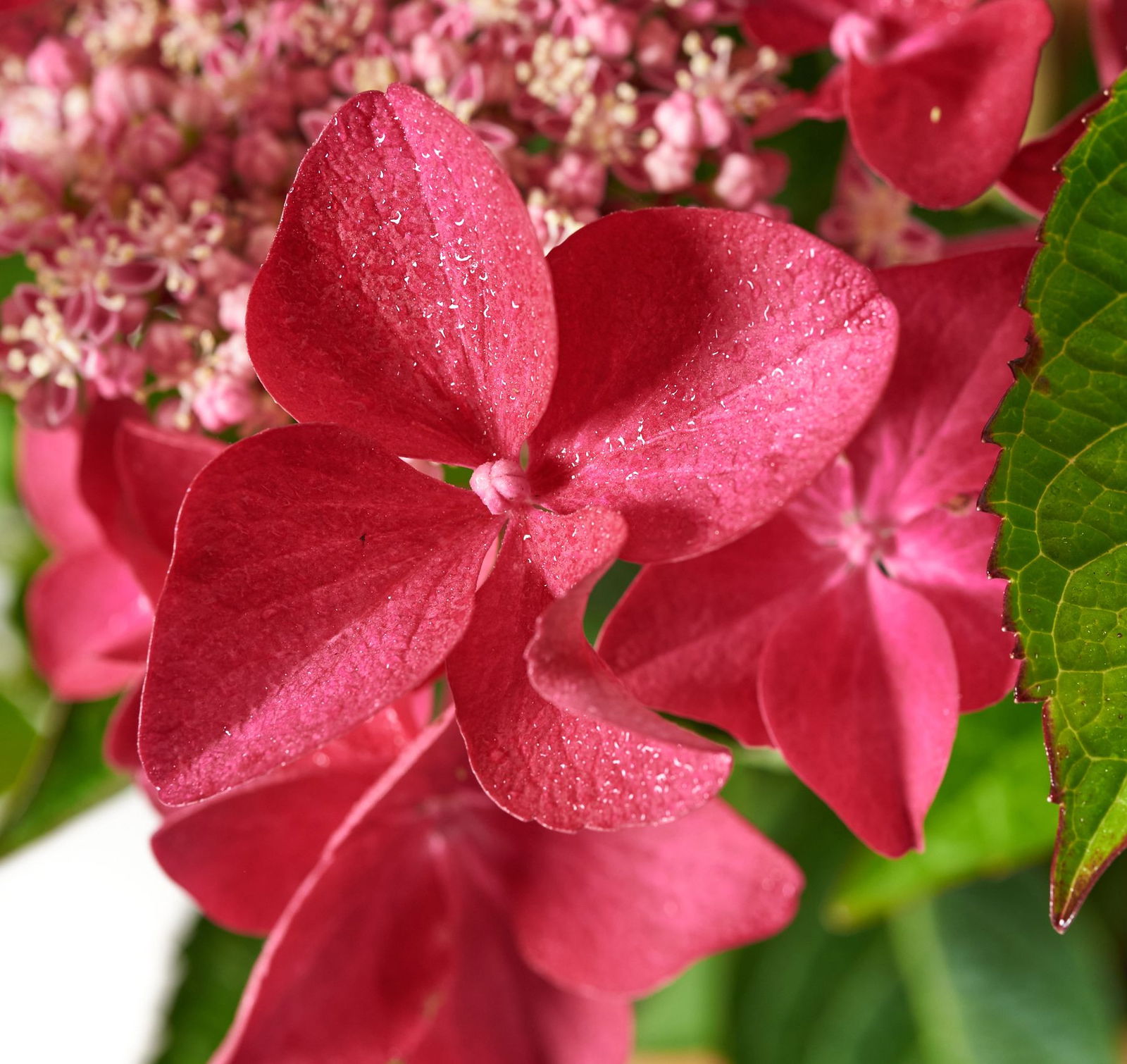 Teller Hortensie Lady in Red Hydrangea macrophylla Lady in Red
