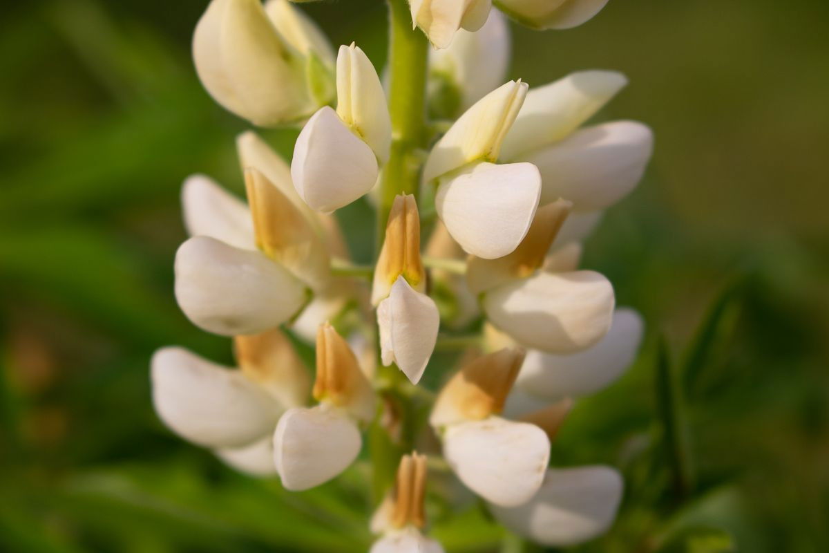 Vielblättrige Lupine Camelot White Lupinus polyphyllus Camelot White