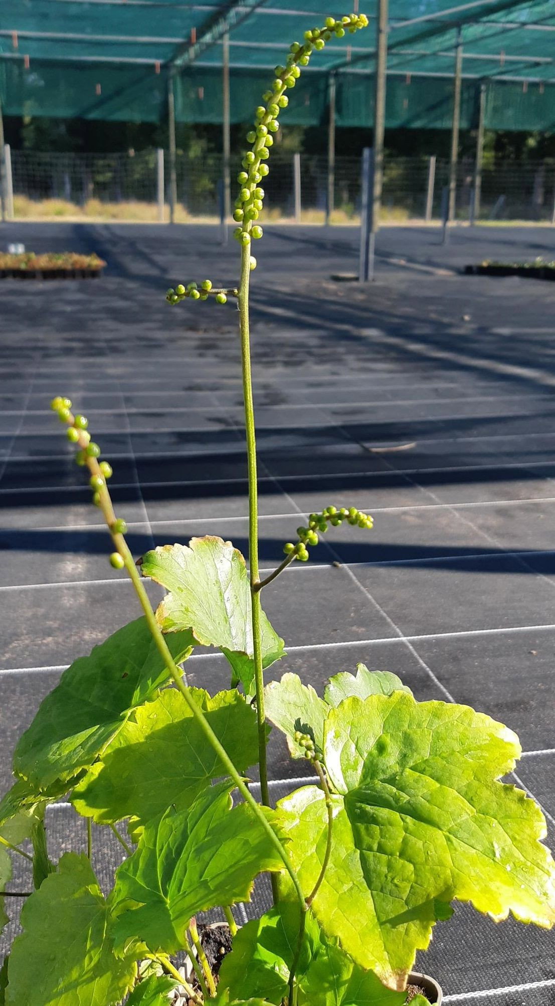 Ahornblättrige Silberkerze Silver Dance Cimicifuga japonica Silver
