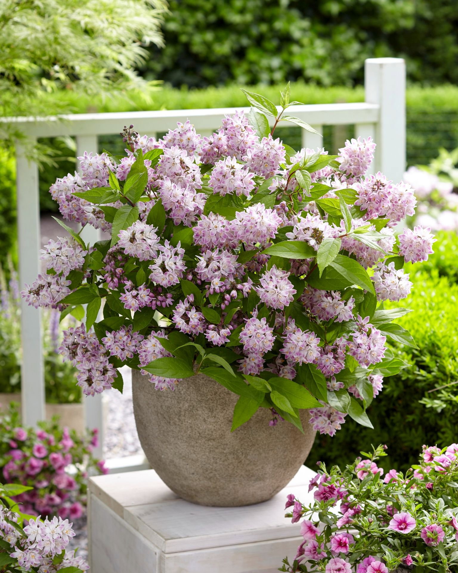 Díszcserje, Deutzia hybrida Pink Pom Pom 30-40cm