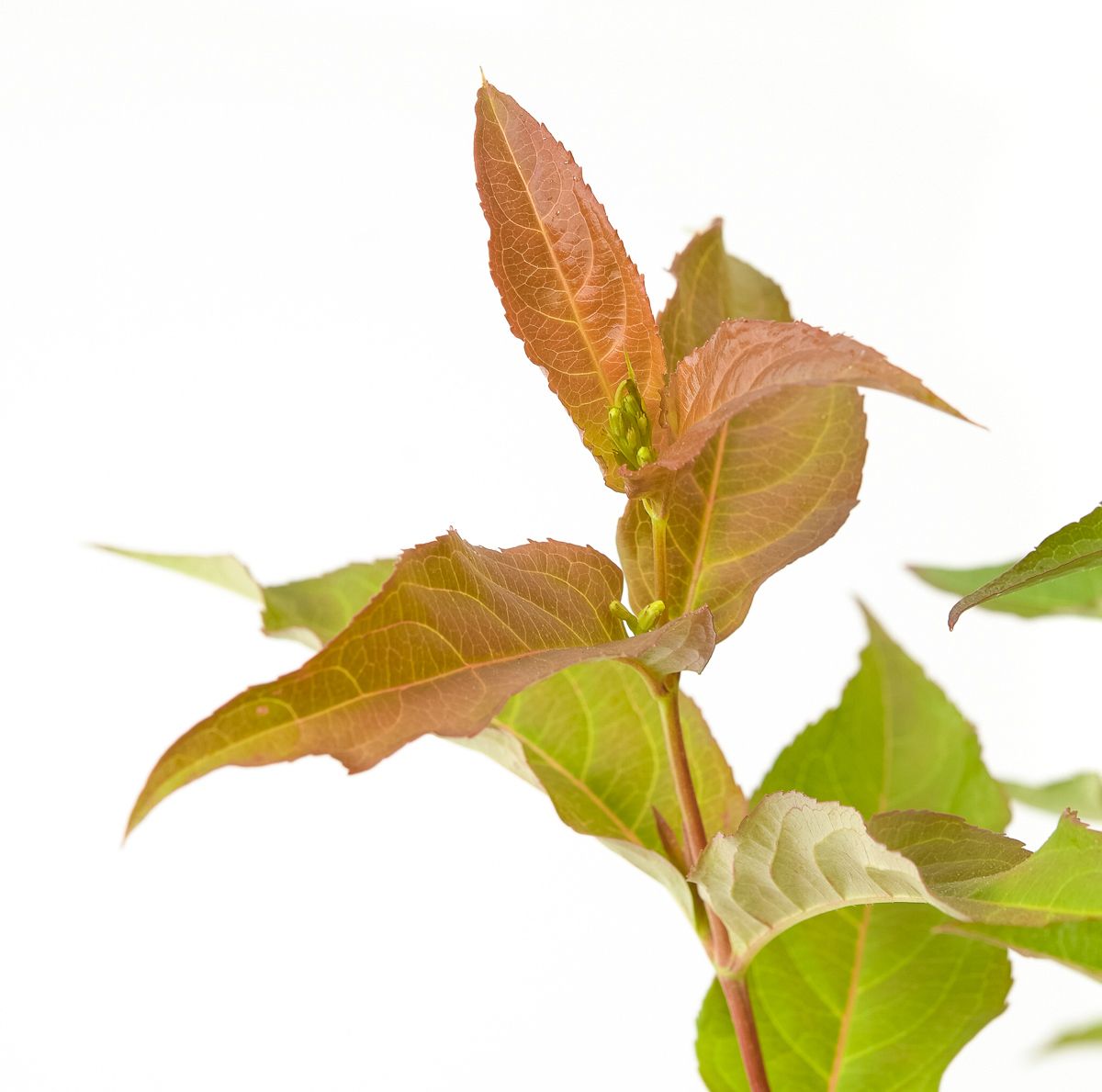 Amerikanische Weigelie Kodiak Orange ® Diervilla splendens Kodiak