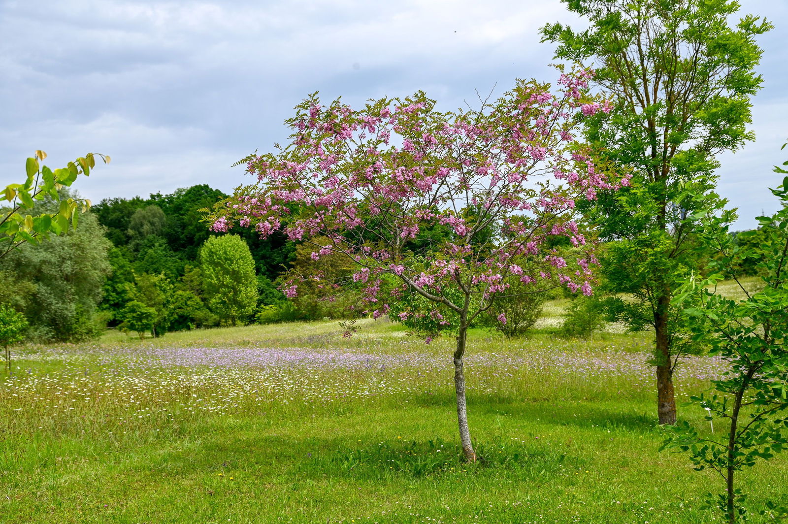 Borstenakazie Rosea Robinia hispida Rosea günstig kaufen
