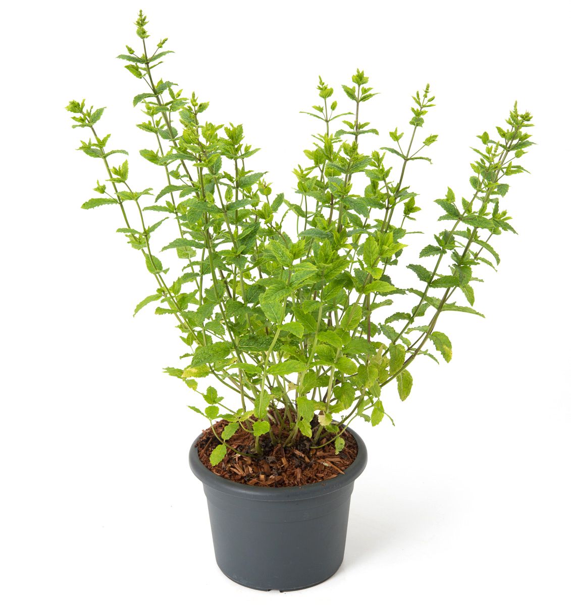 Mojito Minze Kaufen