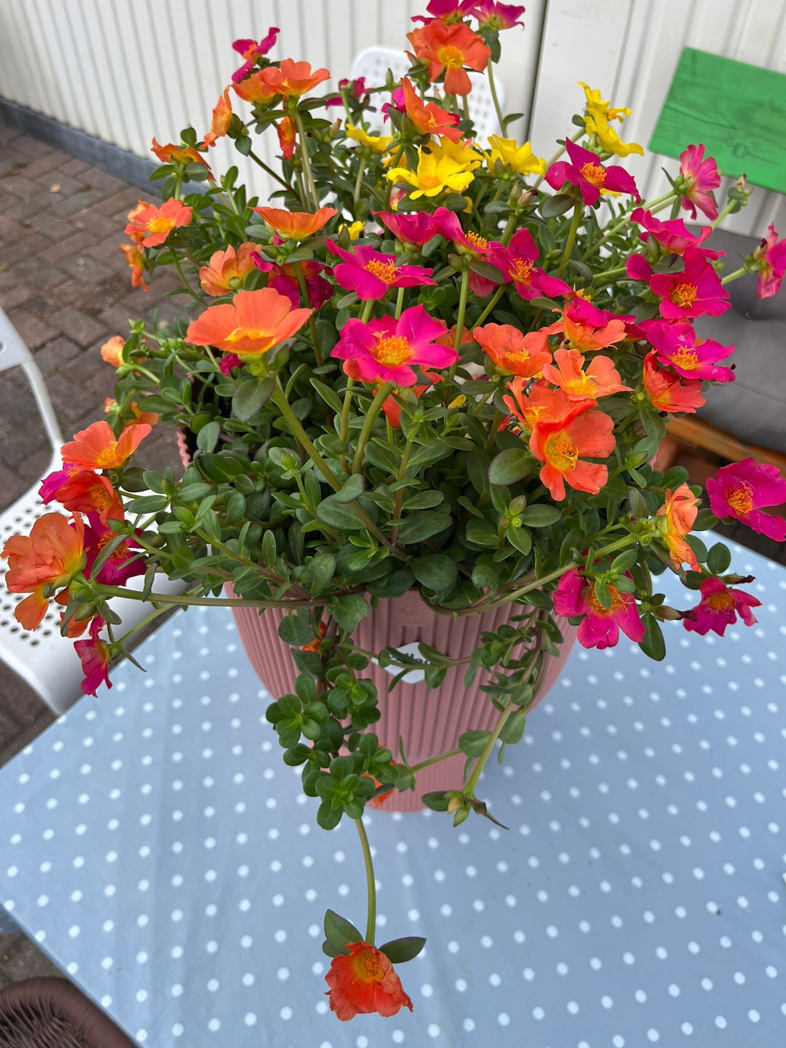 Portulakrschen - Portulaca umbraticola gnstig kaufen