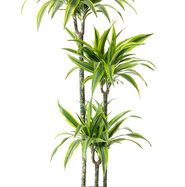 drachenbaum marginata Dracaena marginata 10