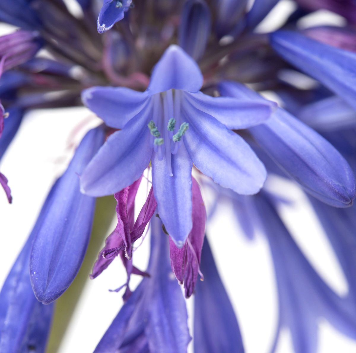 Schmucklilie Blue Magic - Agapanthus africanus Blue Magic gnstig kaufen