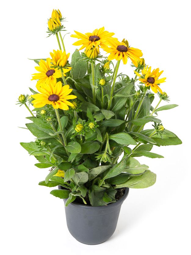 rauer-sonnenhut-sunbeckia-alicia-rudbeckia-hirta-sunbeckia-alicia