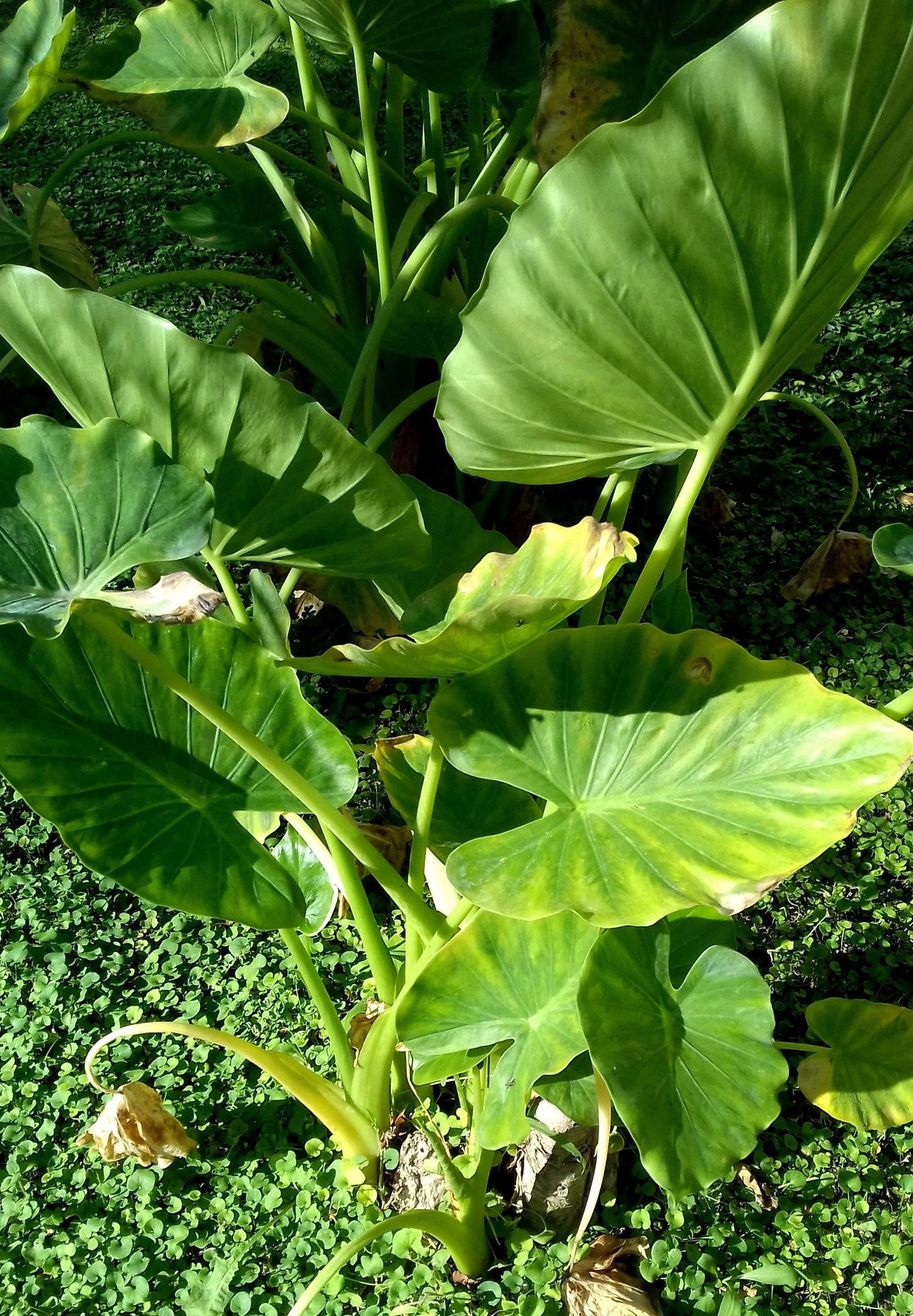 Elefantenohr, gewellt - Alocasia portodora gnstig kaufen