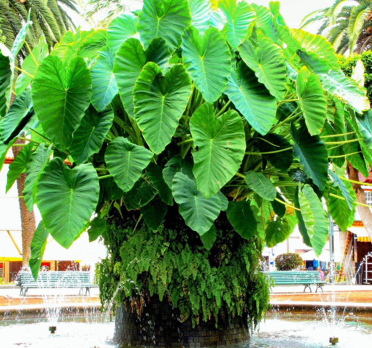 Elefantenohr, gewellt - Alocasia portodora gnstig kaufen