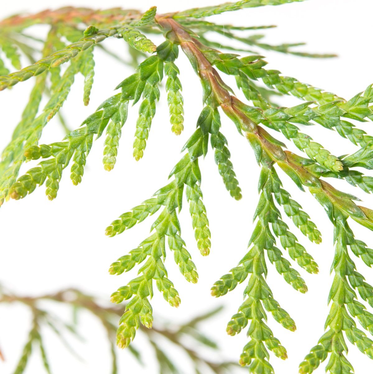 Riesen-Lebensbaum - Thuja plicata günstig kaufen