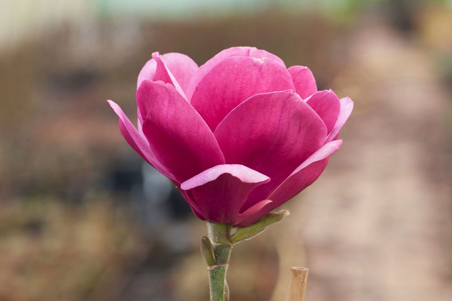 Magnolia Emperor Magnolia Emperor günstig kaufen
