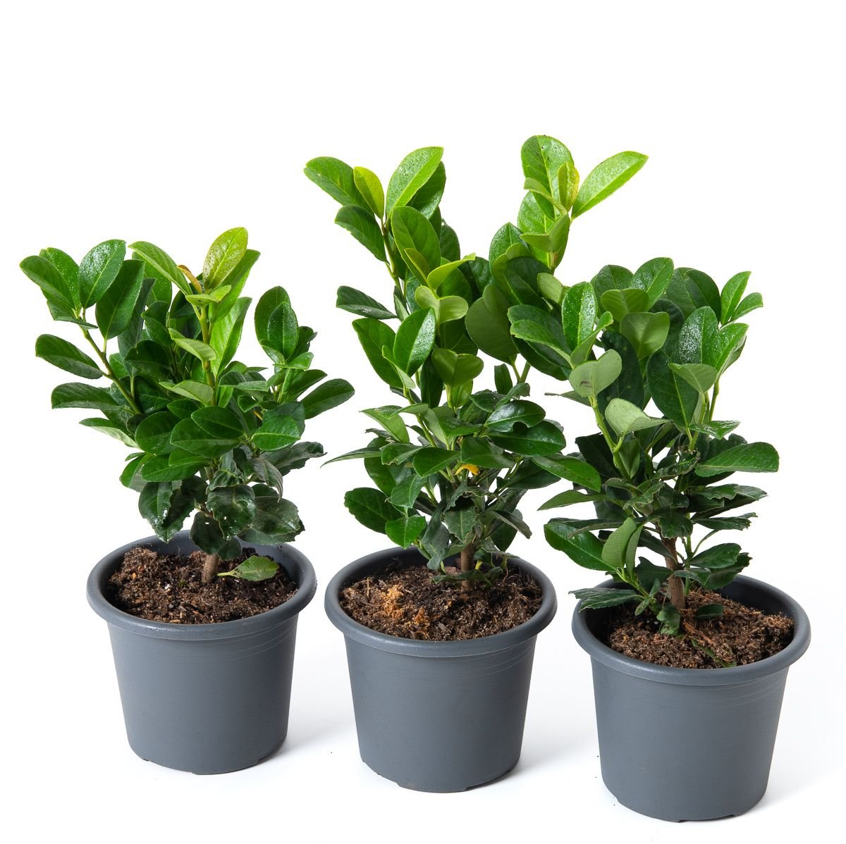 Kirschlorbeer Bonaparte - Prunus laurocerasus Bonaparte gnstig kaufen