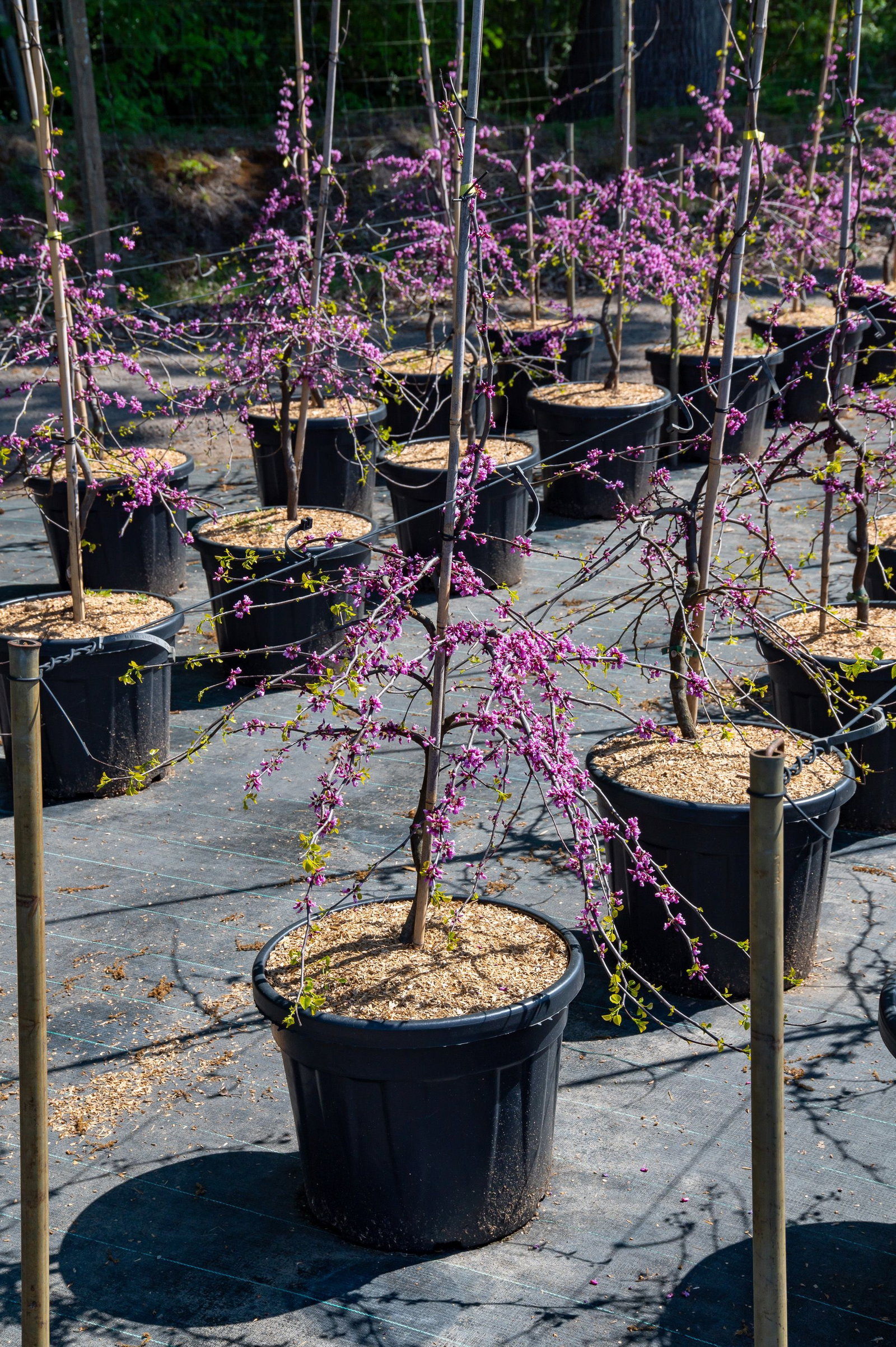 glanzmispel hecke kaufen Glanzmispel Photinia fraseri 'Red Robin'