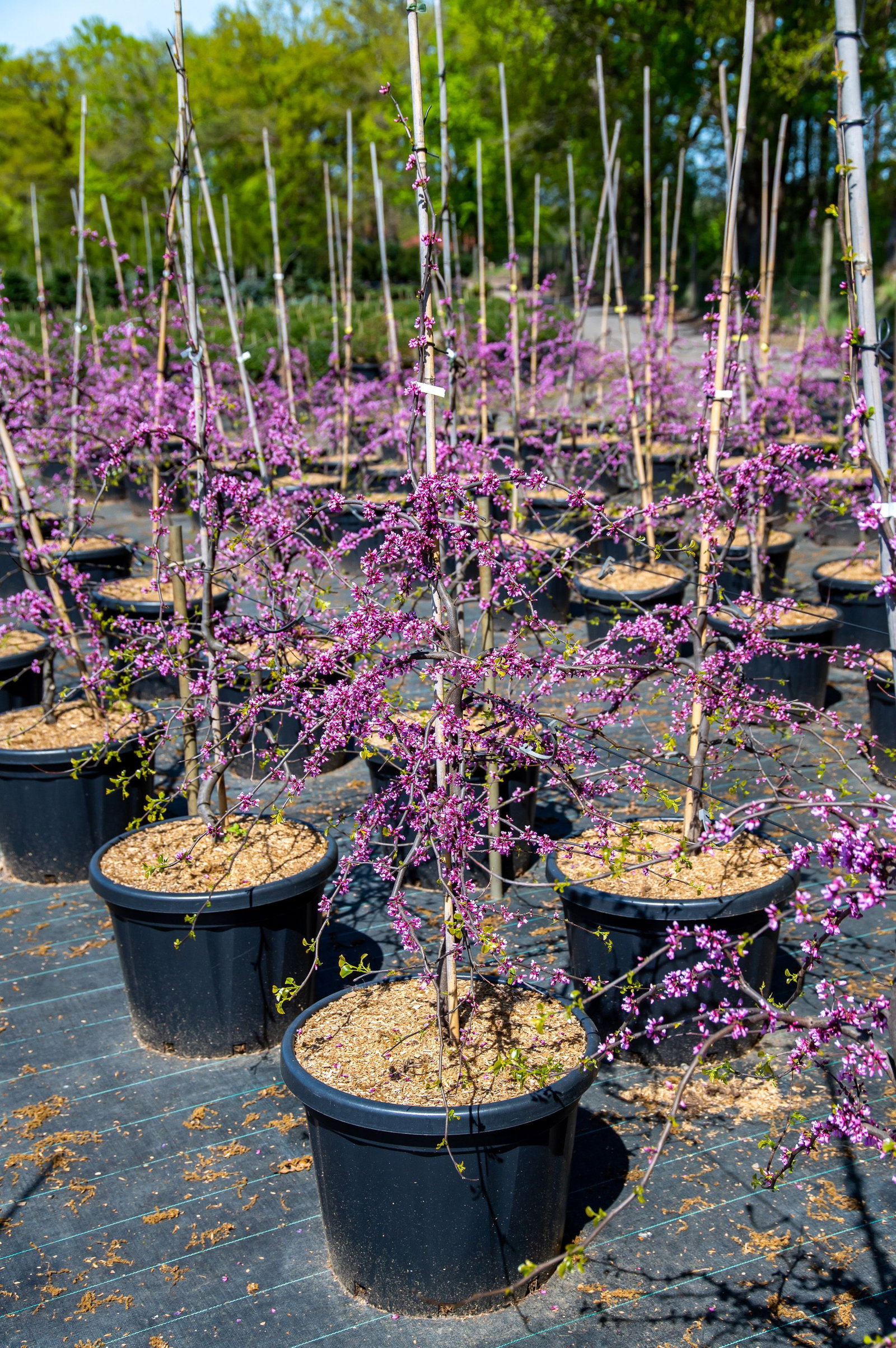 Amerikanischer Judasbaum Traveller - Cercis canadensis Traveller gnstig  kaufen