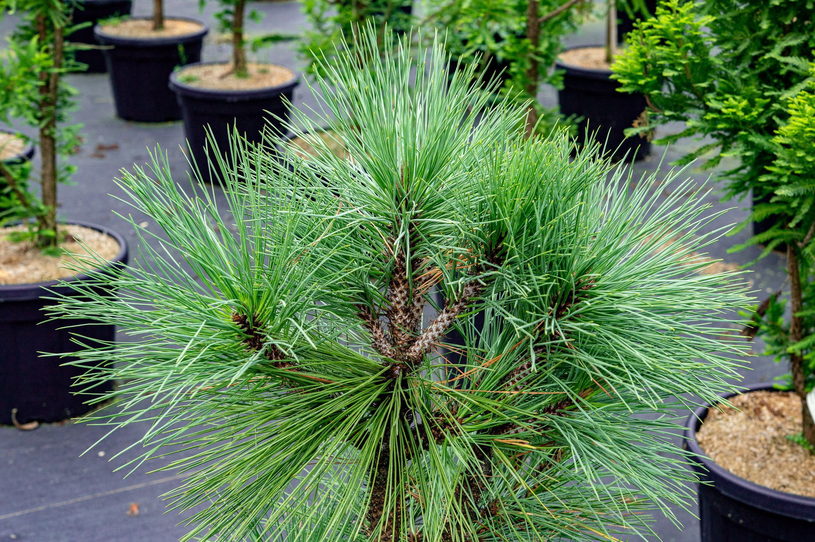 Blaukiefer Joppi - Pinus jeffreyi Joppi gnstig kaufen