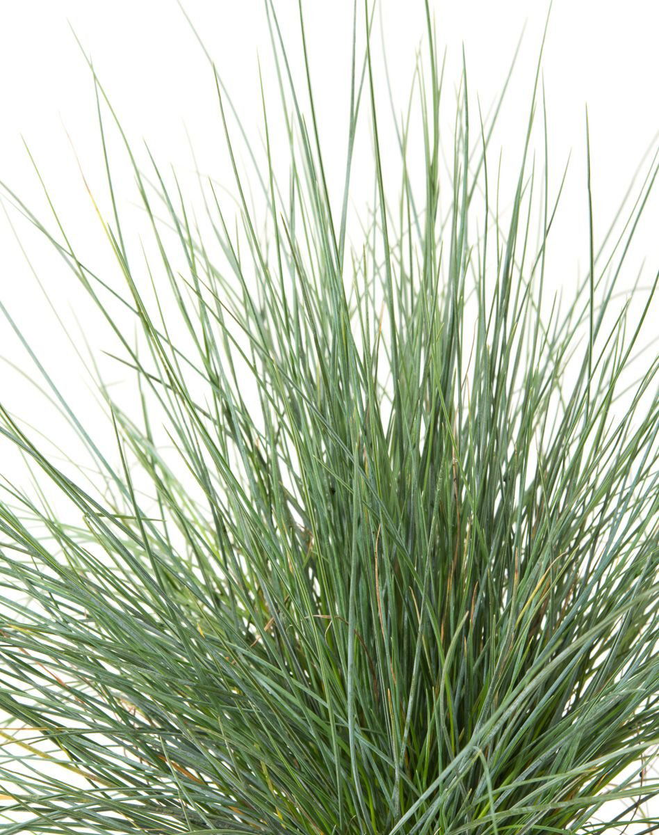 Festuca valesiaca Buddy Blue Festuca valesiaca Buddy Blue günstig kaufen