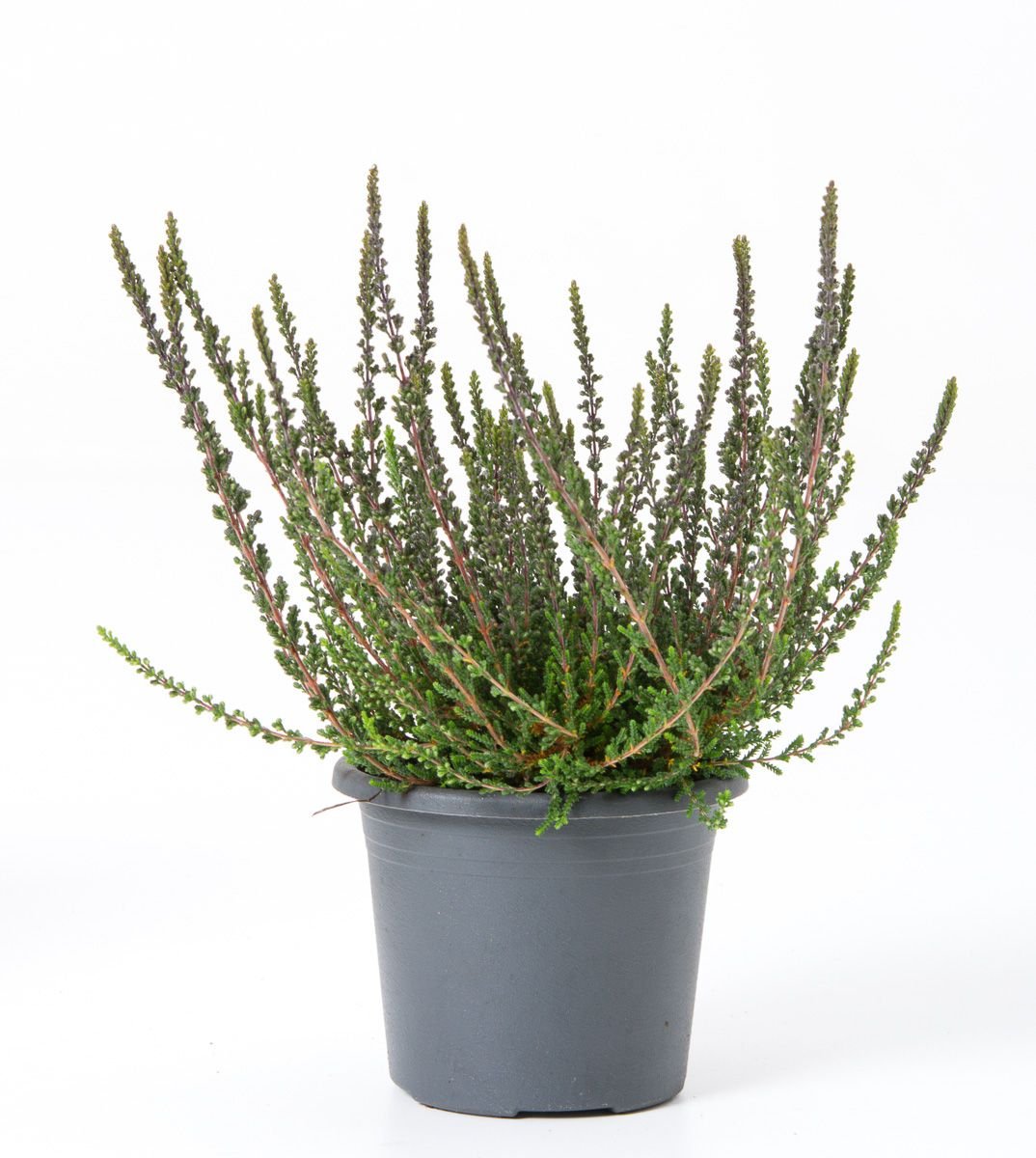 Knospenheide Sunset Girls® Zalina - Calluna vulgaris Sunset Girls ...