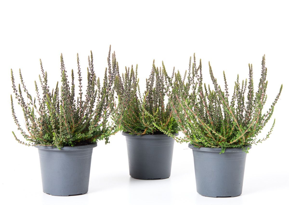 Knospenheide Sunset Girls® Zalina - Calluna vulgaris Sunset Girls ...