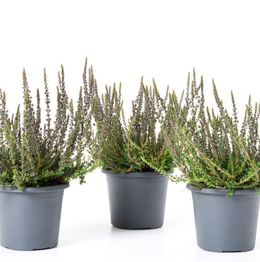 Calluna Sunset Knospenheide Sunset Girls® Zalina - Calluna vulgaris Sunset Girls ...