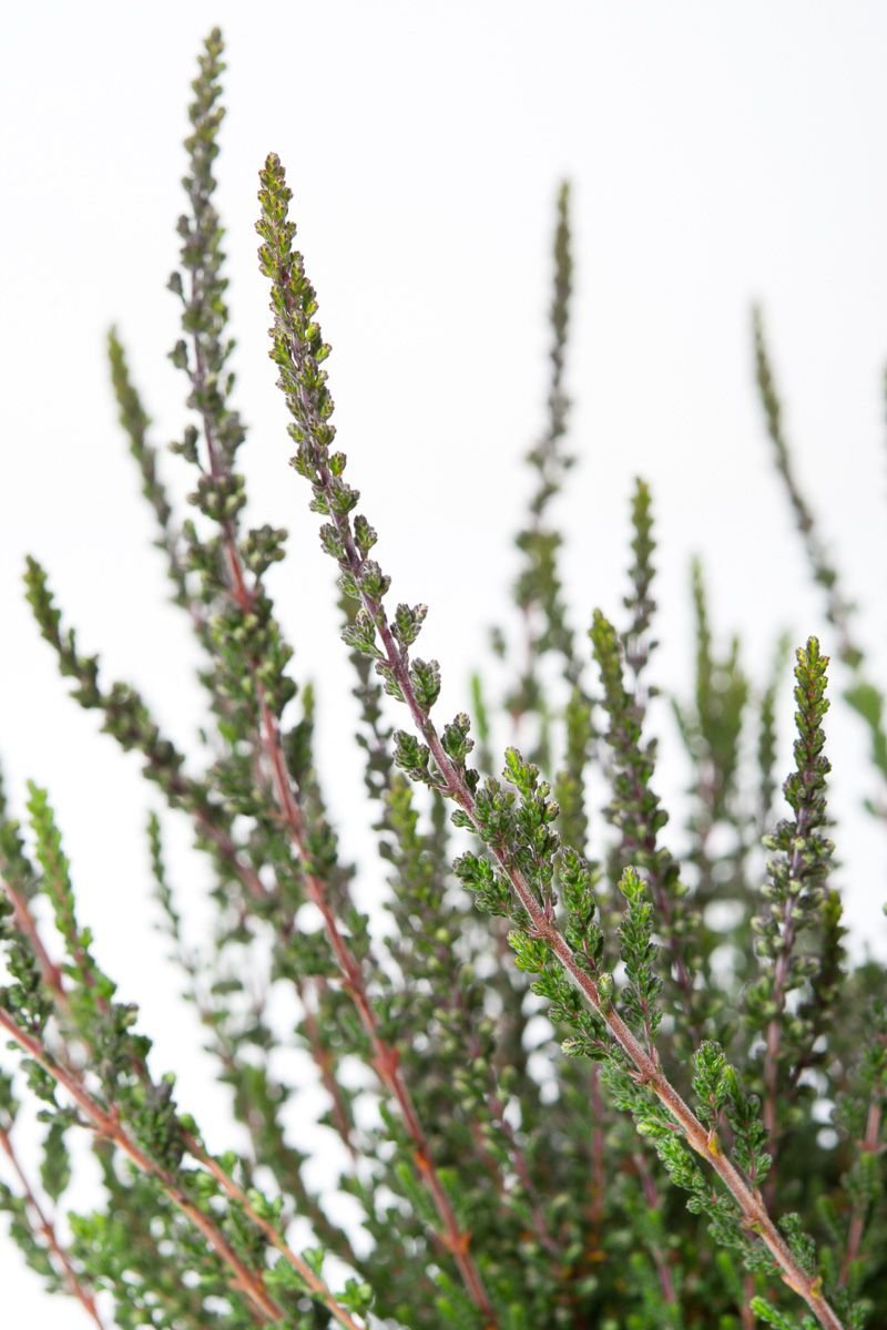 Knospenheide Sunset Girls® Zalina - Calluna vulgaris Sunset Girls ...