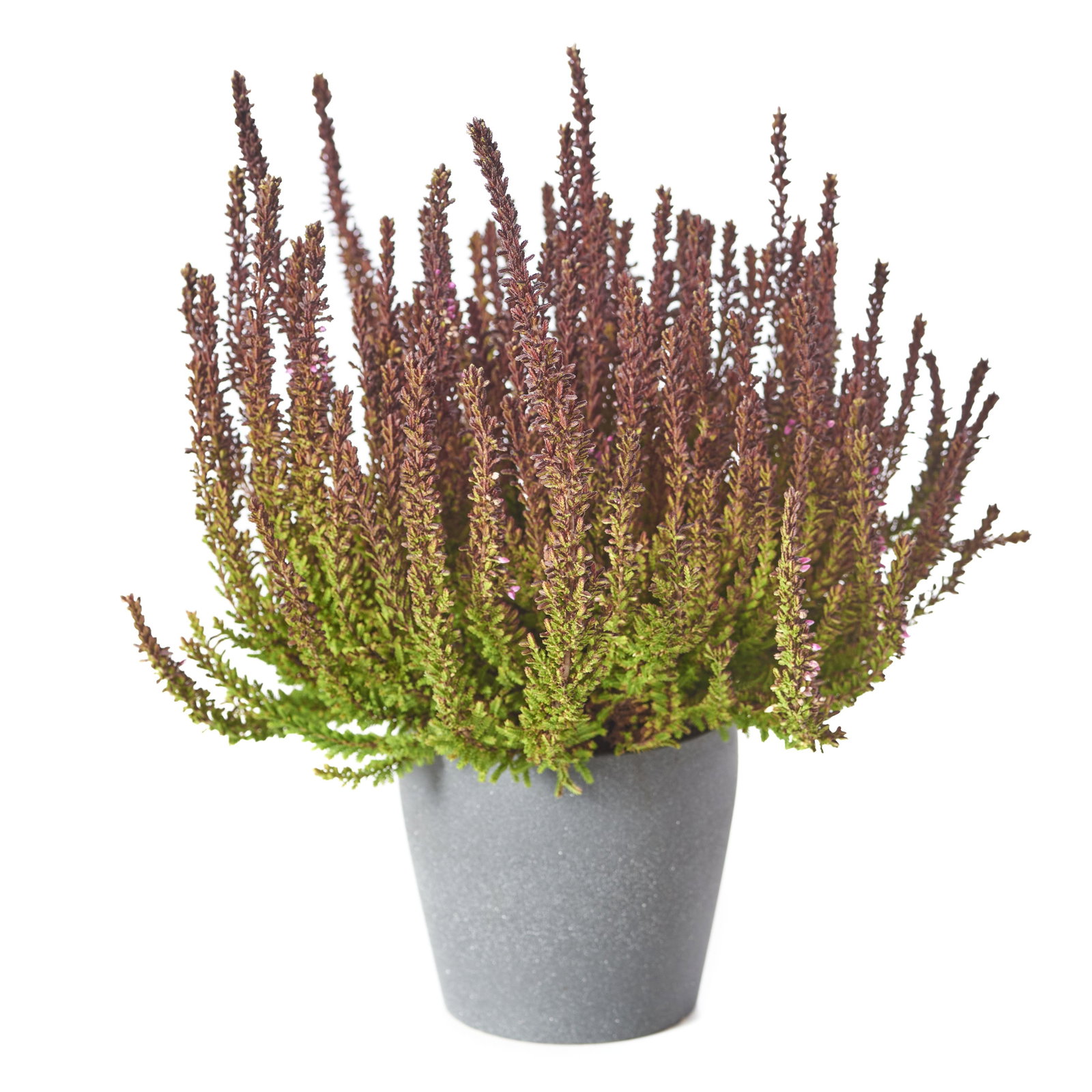 Knospenheide Sunset Girls ® Zorina - Calluna vulgaris Zorina günstig kaufen