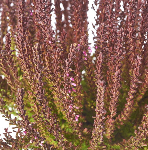 Calluna Sunset Knospenheide Sunset Girls ® Zorina - Calluna vulgaris Zorina günstig kaufen