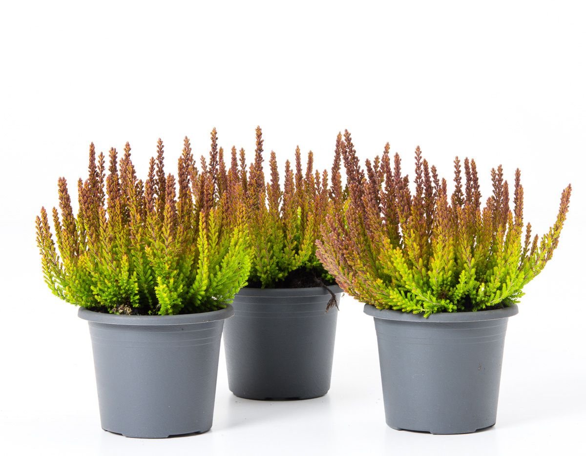 Knospenheide Sunset Girls ® Zorina - Calluna vulgaris Zorina günstig kaufen