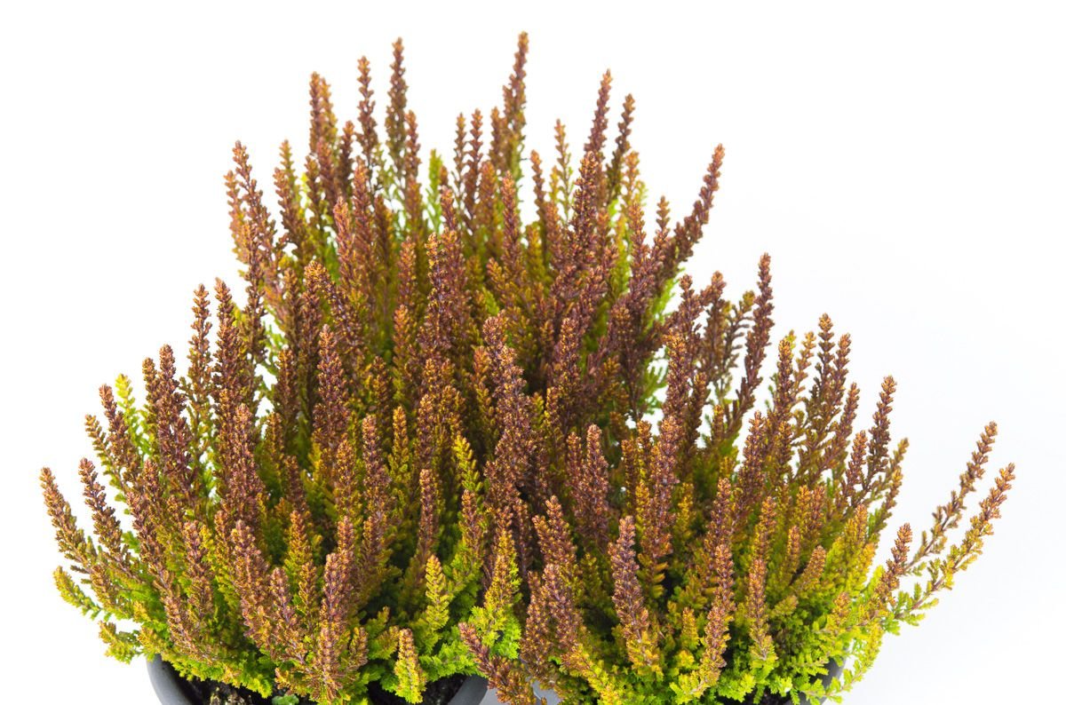 Knospenheide Sunset Girls ® Zorina - Calluna vulgaris Zorina günstig kaufen