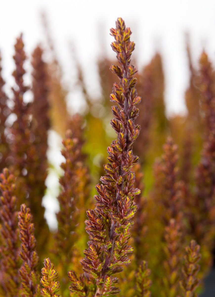 Knospenheide Sunset Girls ® Zorina - Calluna vulgaris Zorina günstig kaufen