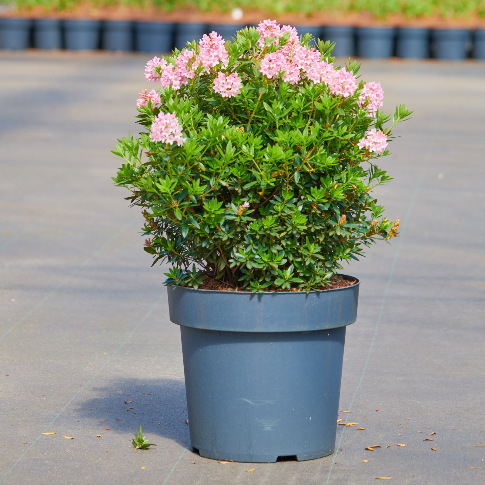 Rhododendron Bloombux Magenta - Rhododendron micranthum Bloombux Magenta  gnstig kaufen