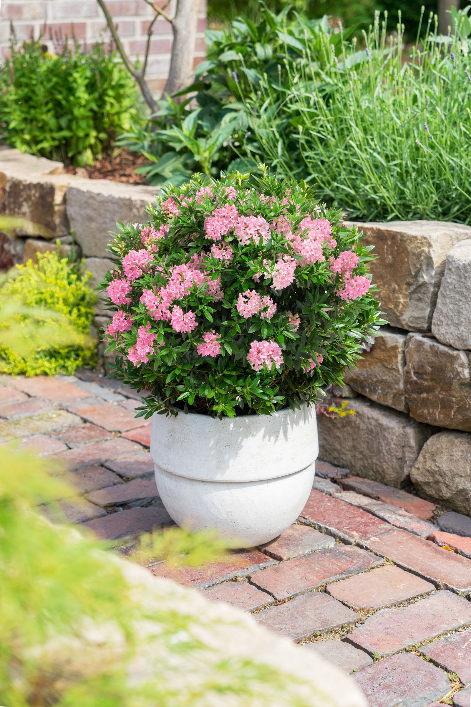 Rhododendron Bloombux Magenta - Rhododendron micranthum Bloombux Magenta  gnstig kaufen