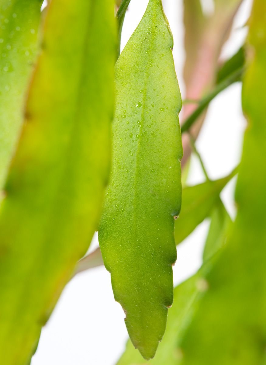 Produktbild von Rhipsalis / Korallenkaktus Mix – 3 Verschiedene Sukkulenten Im 6-cm-Topf, Pflegeleichte Zimmerpflanzen Für Schattige Standorte, Inkl. Pflegeanleitung, Aus Stuttgarter Meistergärtnerei