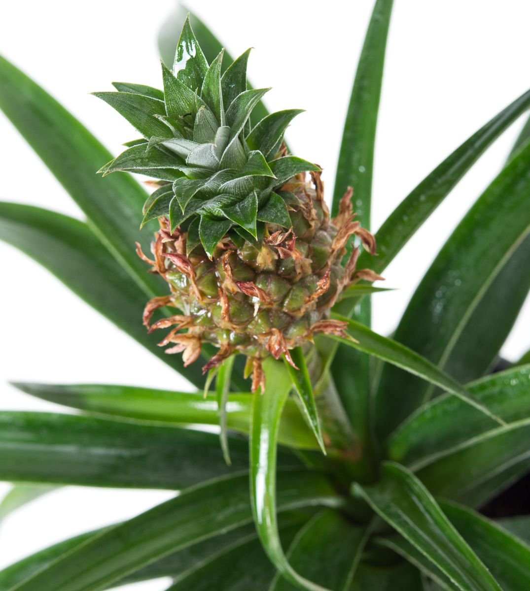 Zierananas Lasst Ananas Hangen