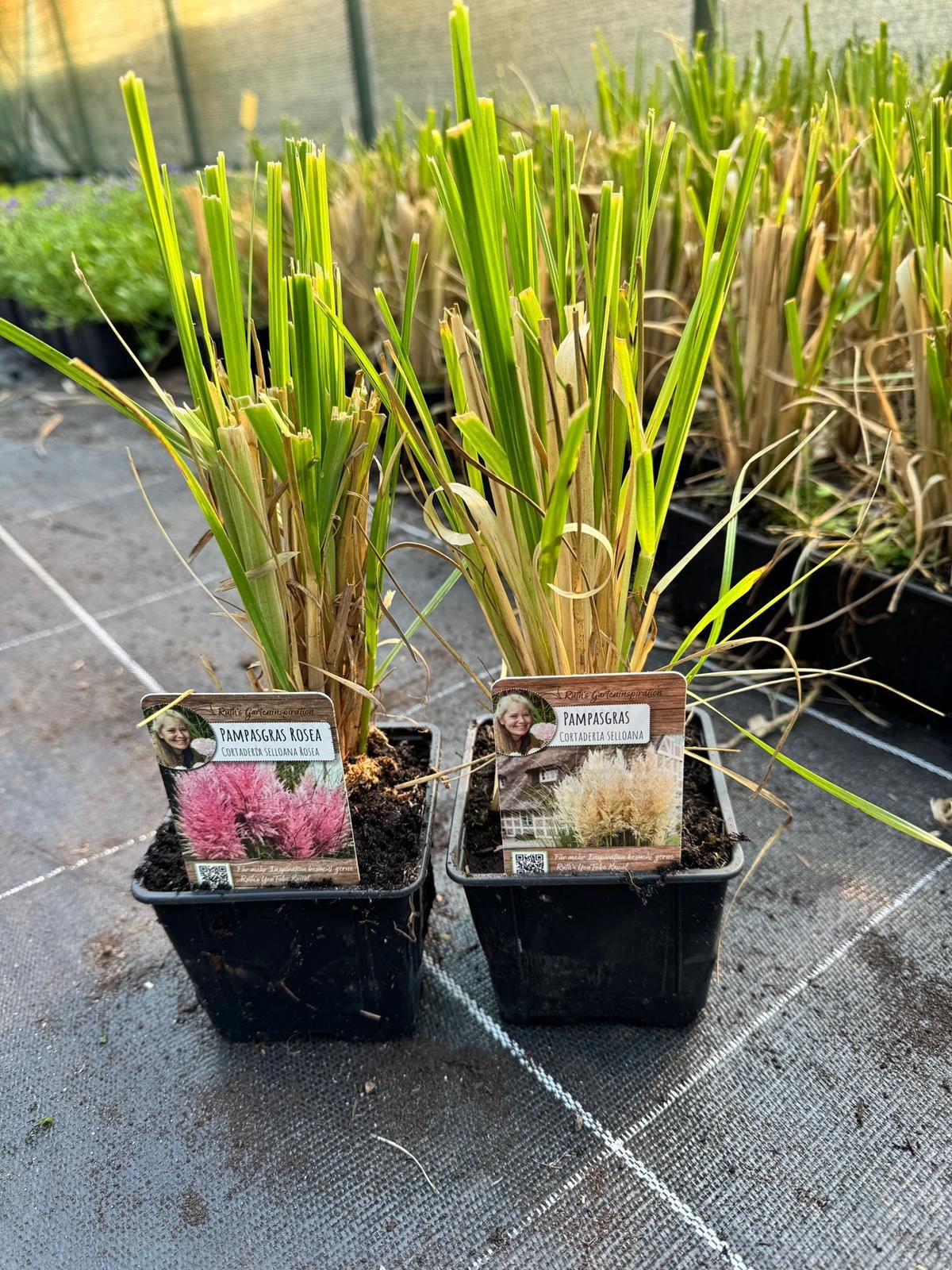 Zuckerwatten Pampasgras Duo - Cortaderia Rosa + Wei gnstig kaufen