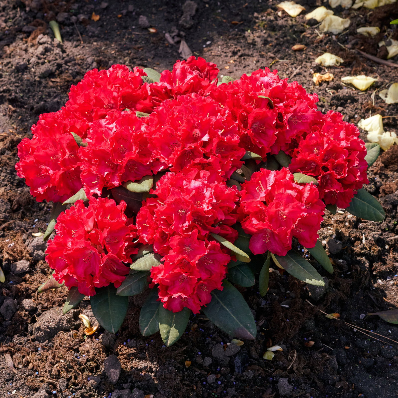 Rhododendron Lava - Rhododendron Lava gnstig kaufen