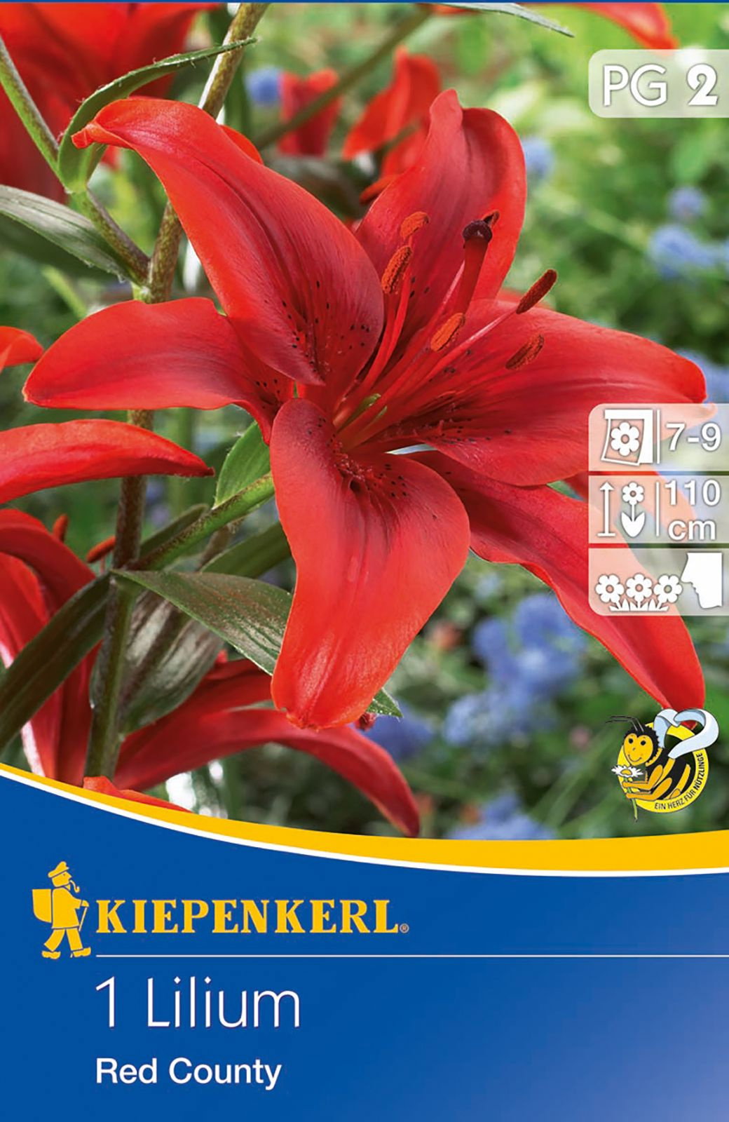 Lilie Red County Kiepenkerl Lilium Red County günstig kaufen