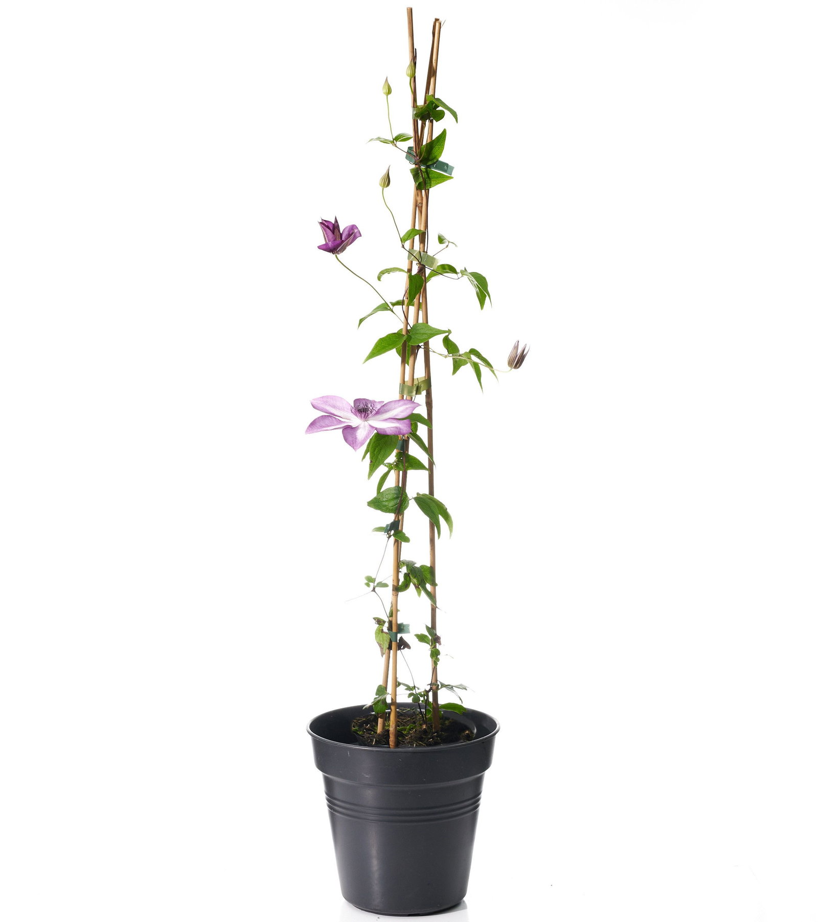 Waldrebe Amaranthine - Clematis Amaranthine gnstig kaufen
