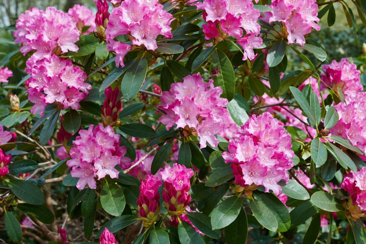 rhododendron globus baumarkt Rhododendron 'Bloombux' Magenta kaufen