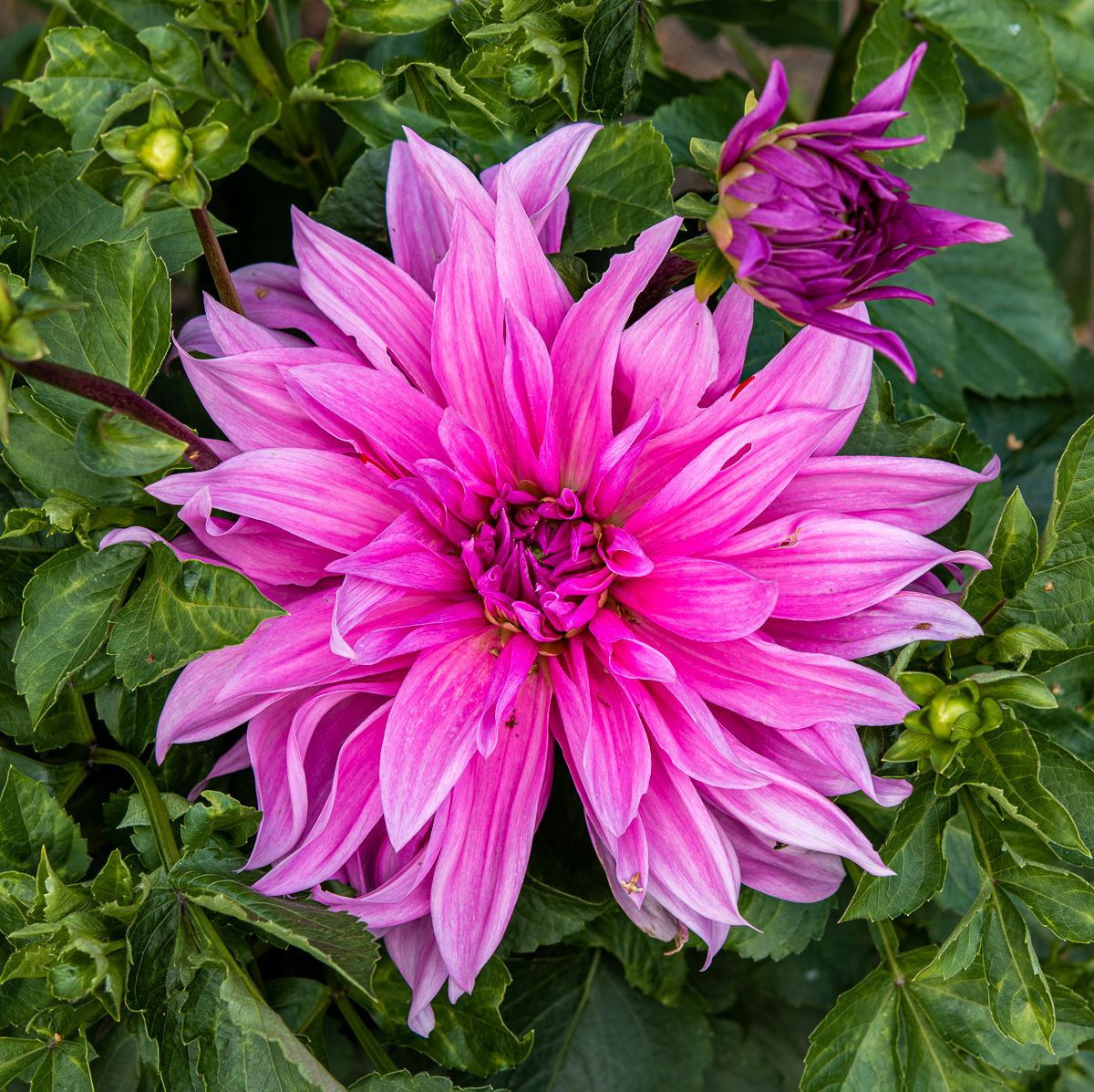 Dahlie Babylon rosa Dahlia Babylon rosa günstig kaufen
