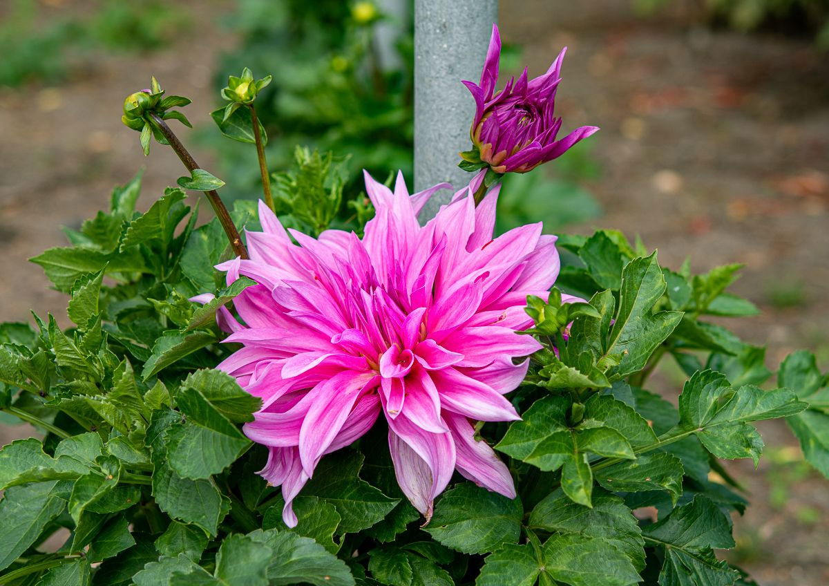 Dahlie Babylon rosa Dahlia Babylon rosa günstig kaufen