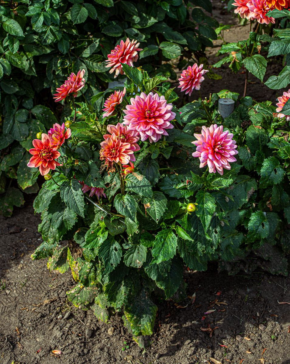 Dahlie Berliner Kleene - Dahlia Berliner Kleene günstig kaufen
