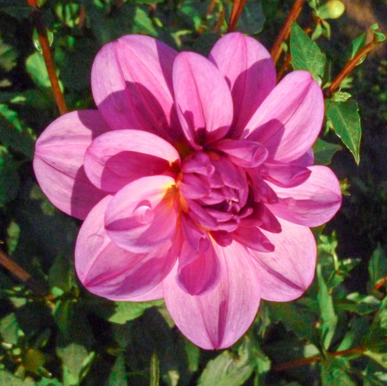 Dahlie Kleinod Dekorative Dahlien - Dahlia Kleinod gnstig kaufen