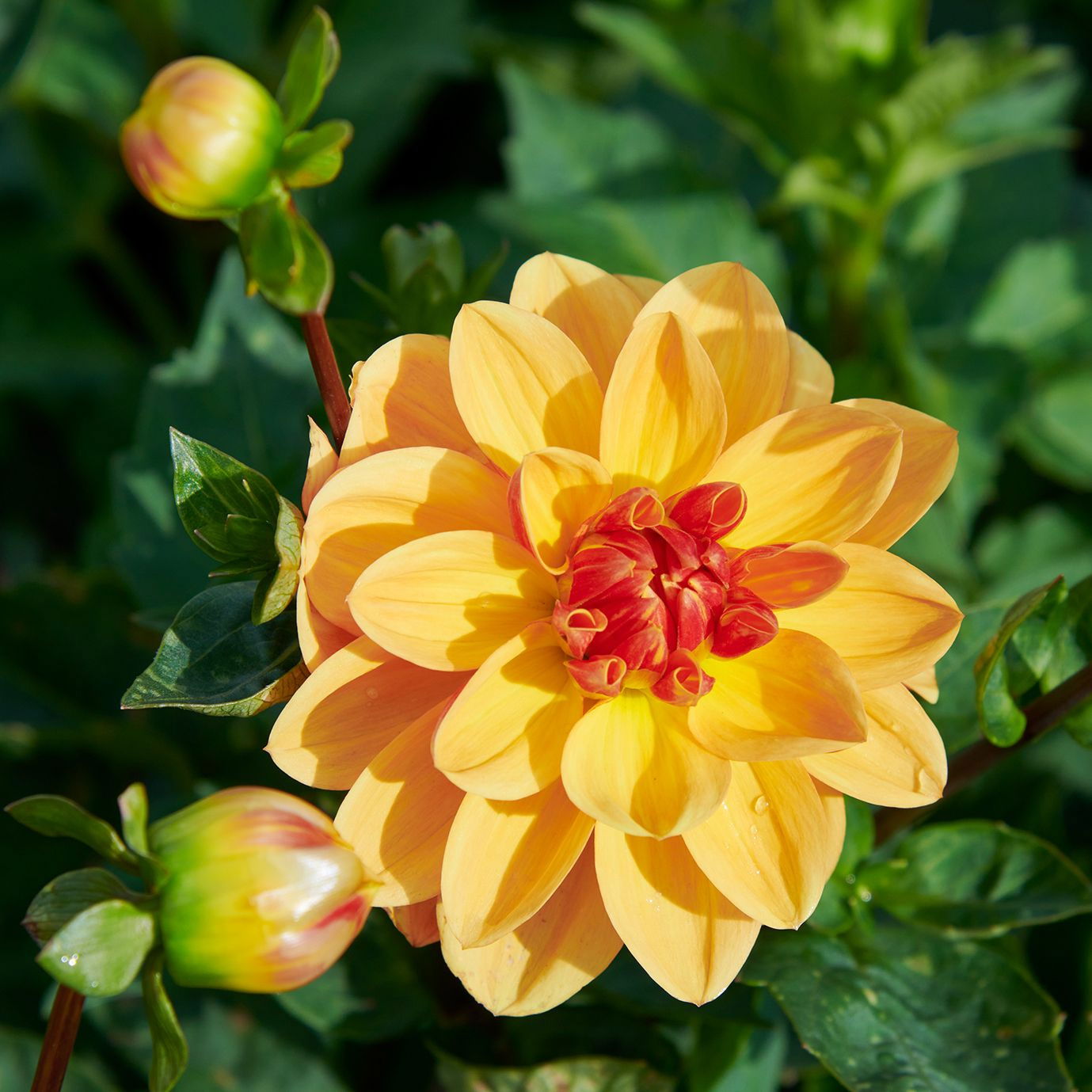 Dahlie Peach Brandy Dahlia Peach Brandy günstig kaufen