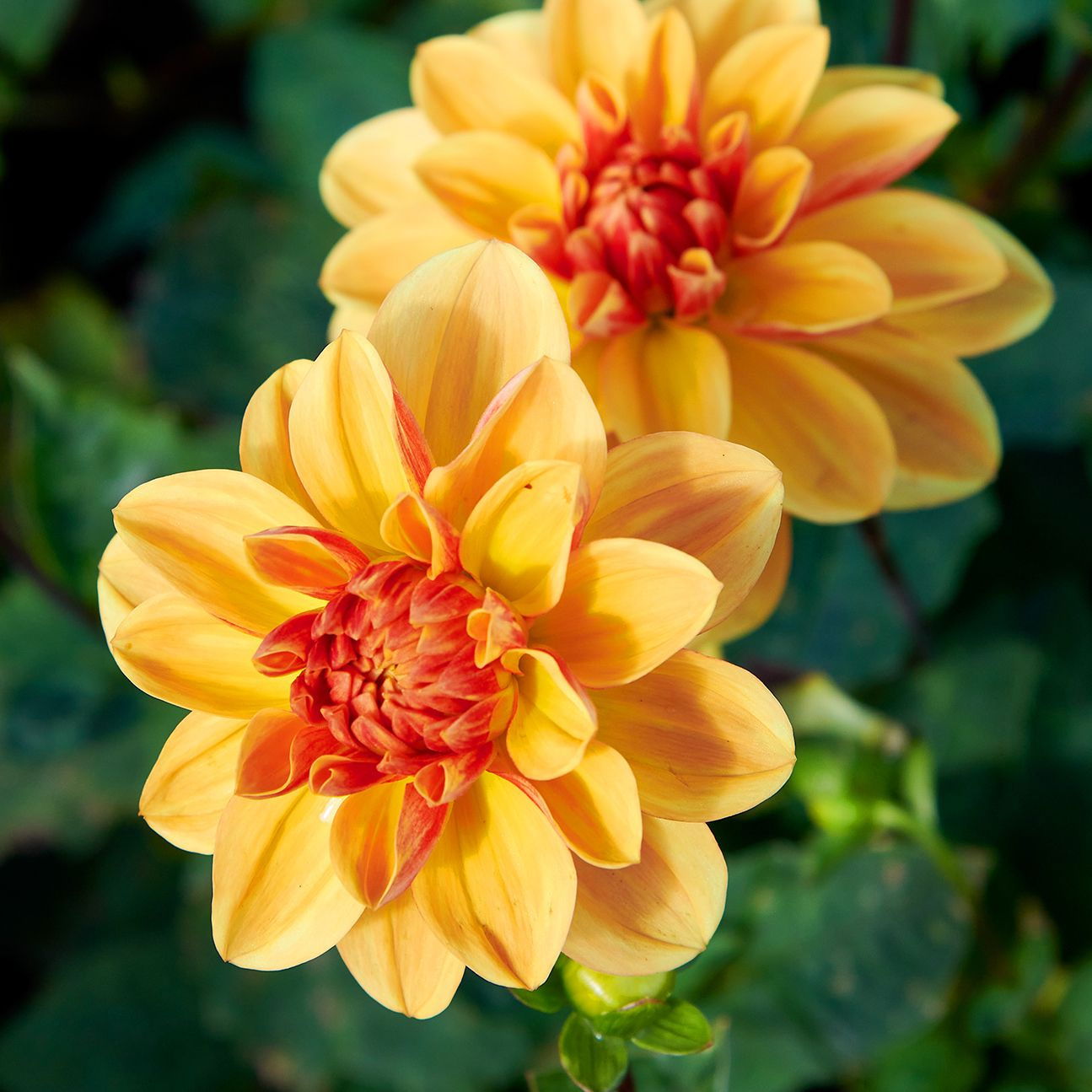 Dahlie Peach Brandy Dahlia Peach Brandy günstig kaufen